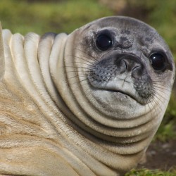 Grytviken - Simon Bottomley - Elephant Seal (pup)
