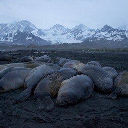 St Andrews - Simon Bottomley - Elephant Seal Huddle