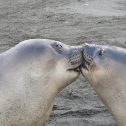 kissing Elephant Seals