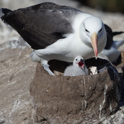 Albatross and chick on nest (photo by Jill Mellor) West Point