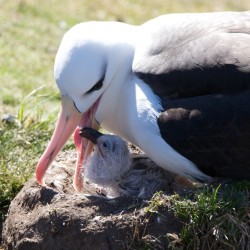 black_browed_albatross