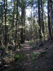 Beech forest