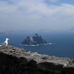 bird with little skellig.