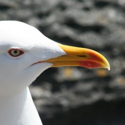 dads pic of a bird