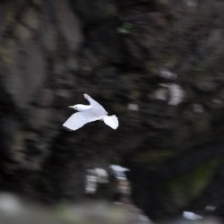 Matts picture of a bird in flight.