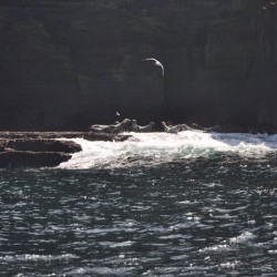 matthews pictures of seals