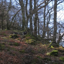 more trees