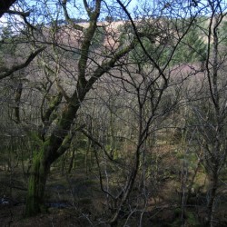Trees at Glendalough