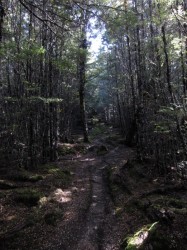 trees