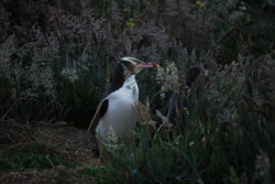 yellow eyed penguin