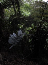 IMG_0012