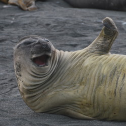 elephant seal laughing (photo by Maaike)