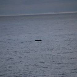 Sleeping Humpback