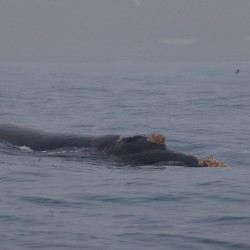 Simon Bottomley - Cooper Bay - Humpback whale