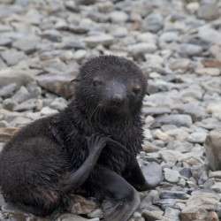Stromness - Simon Bottomley - Fur seal pup