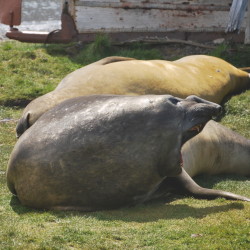 Elephant seal at Grytviken