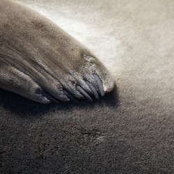 Grytviken - Simon Bottomley - Elephant Seal Detail